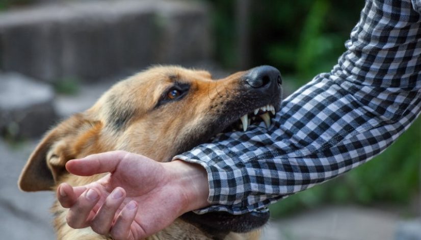 Dog Bite Claims: Document Injuries and Ownership Details